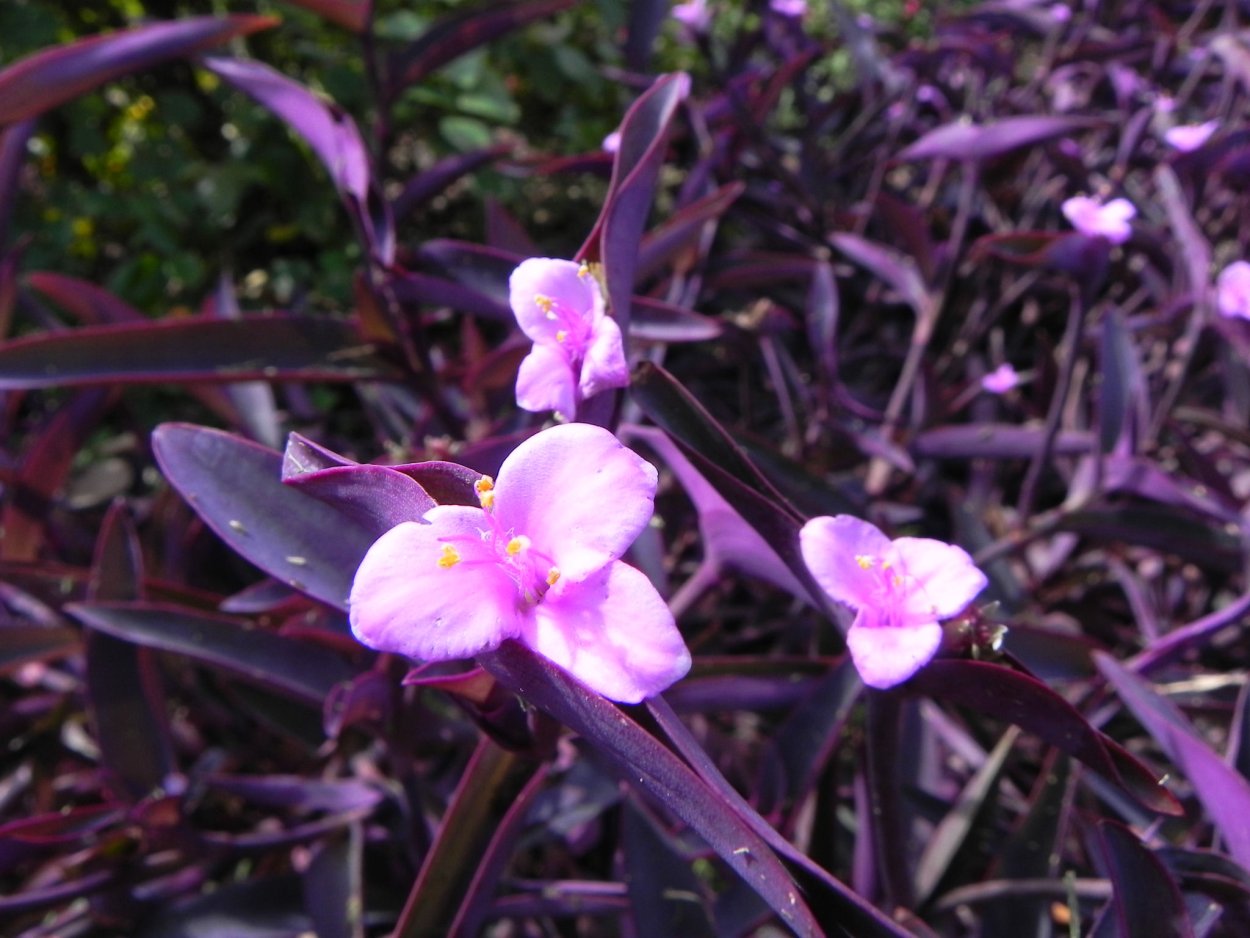 Традесканция перпл Харт