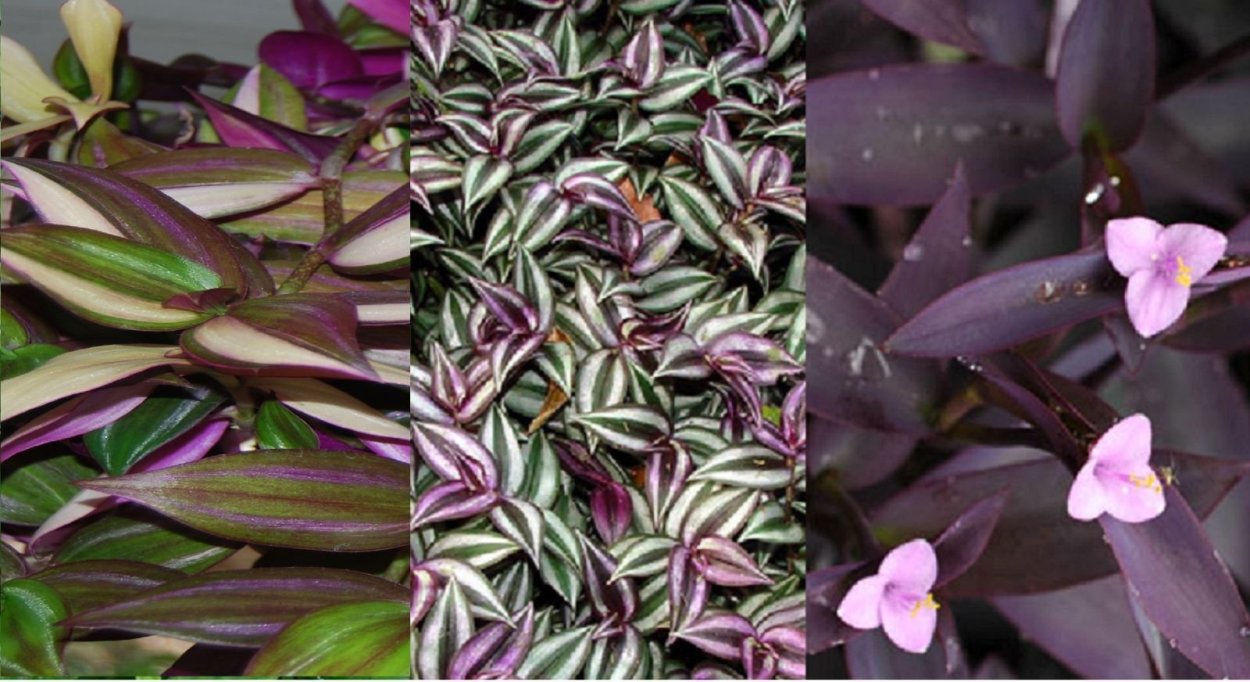 Традесканция краснолистная