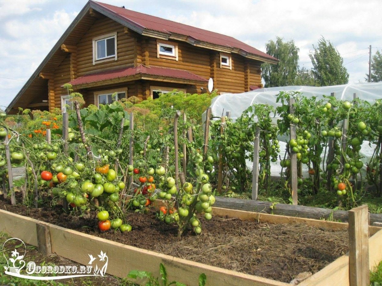 Томаты в высоких грядках