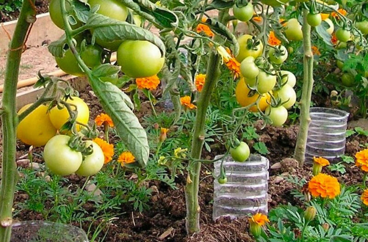 Полив томатов