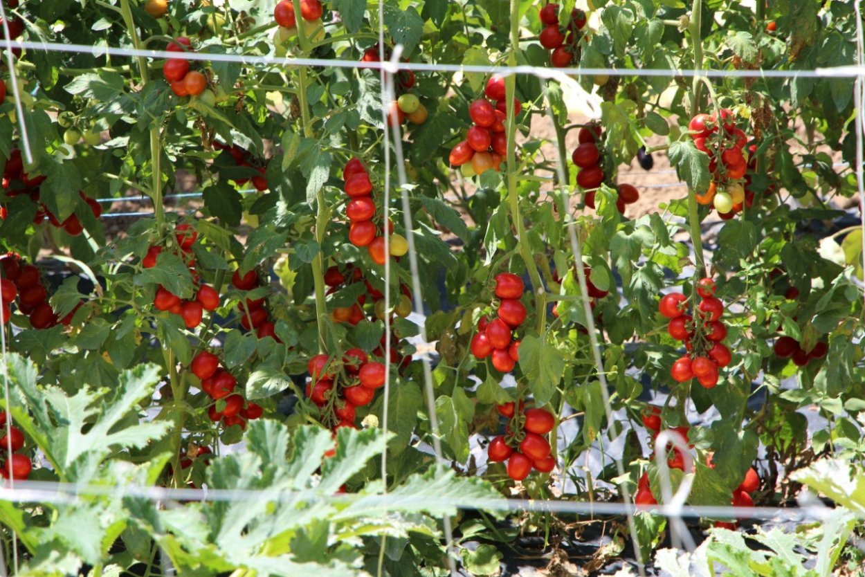 Рассада томата изобилие