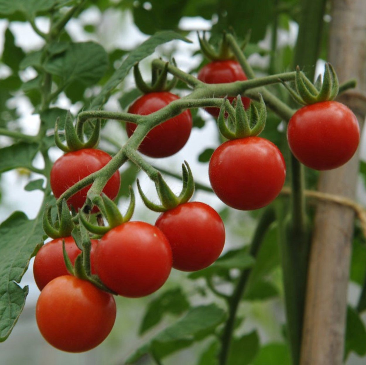 Томат черри дикий Техас