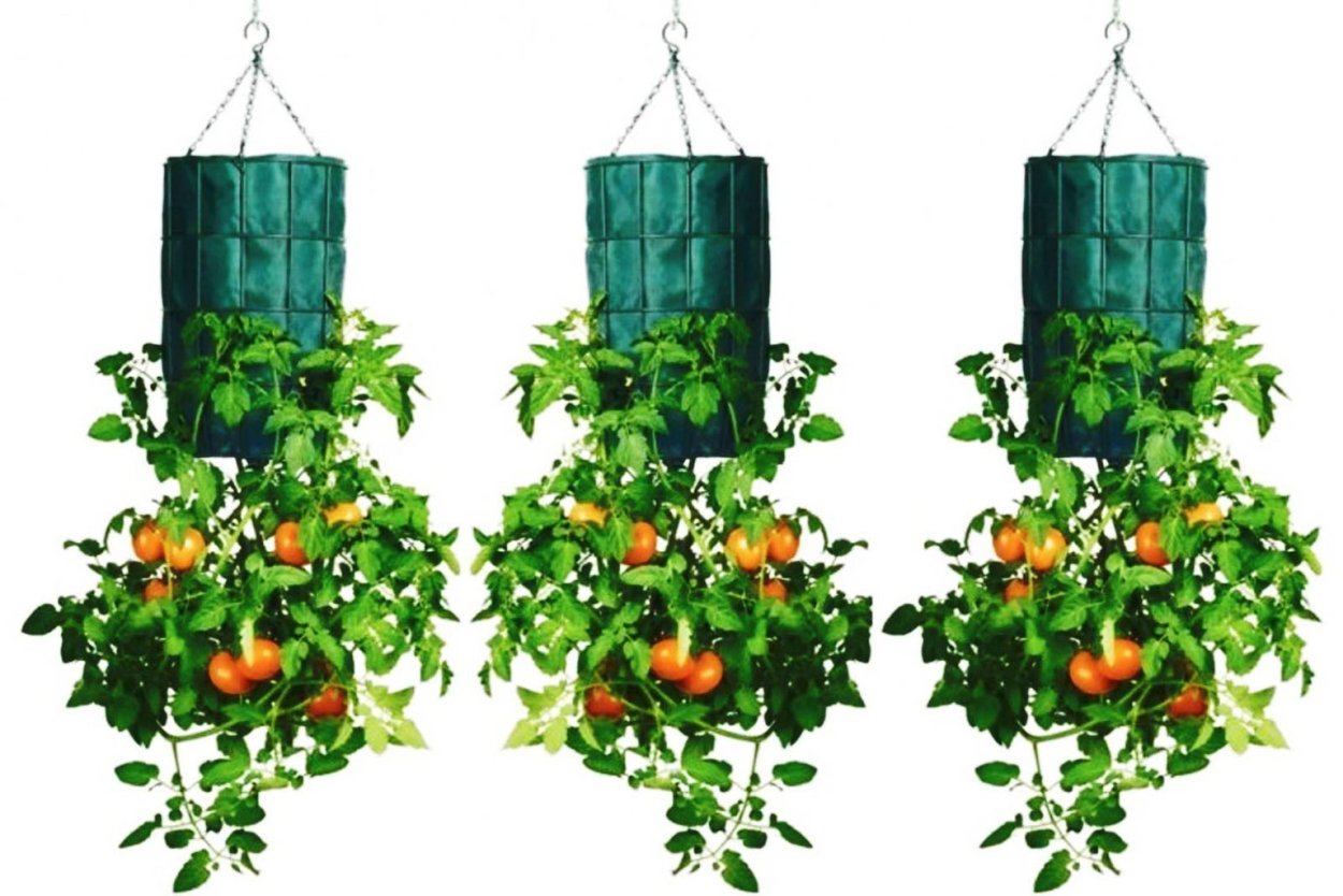 Помидоры в баклажках вниз головой