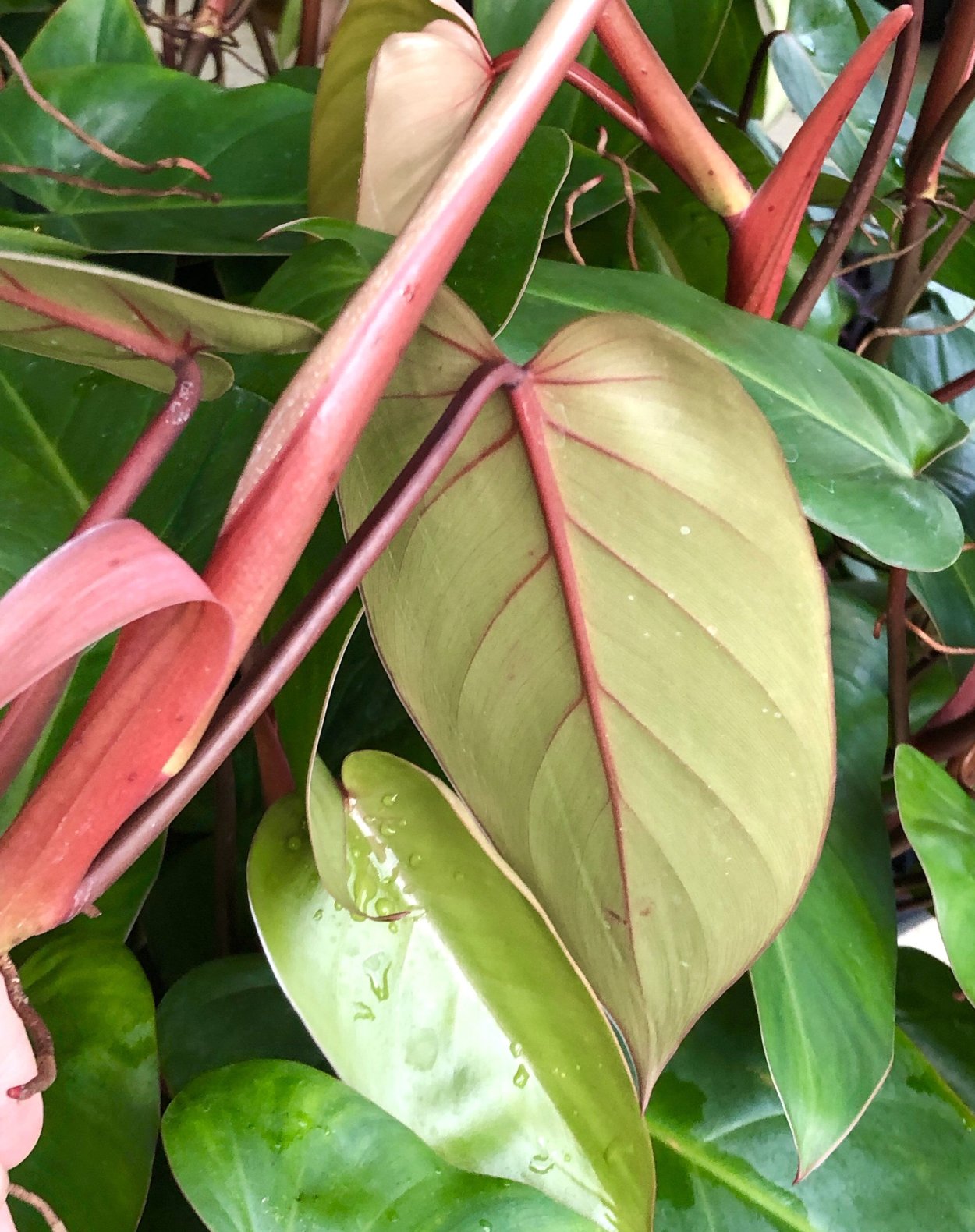 Филодендрон Конго ред