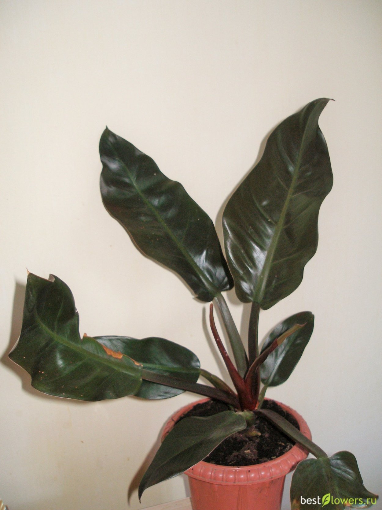 Филодендрон Нэрроу