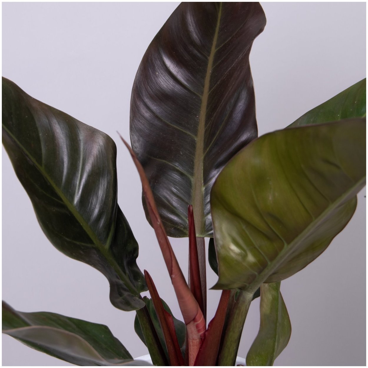 Philodendron erubescens