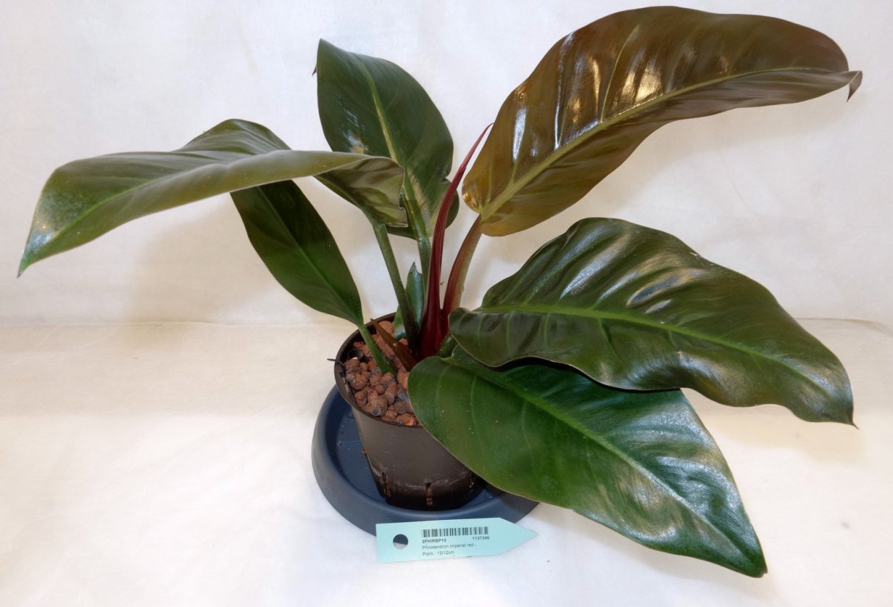 Филодендрон Роджо Конго