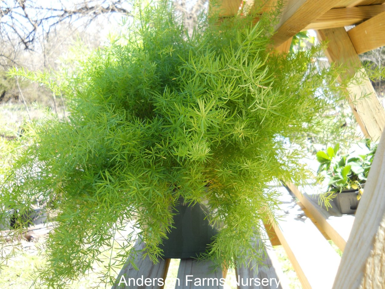 Лада Калина универсал колумбийская зелень