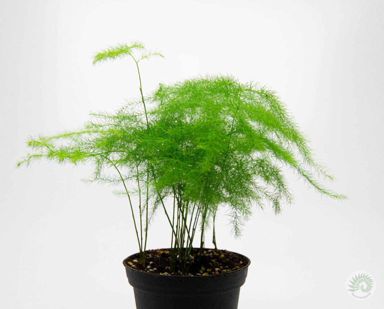 Ампельный цветок аспарагус