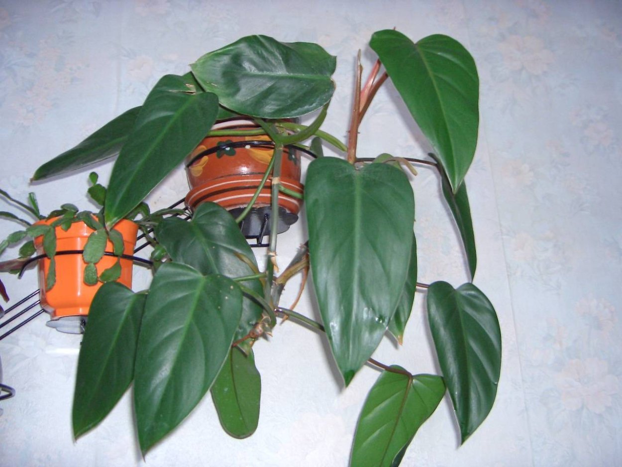 Филодендрон стрелолистный