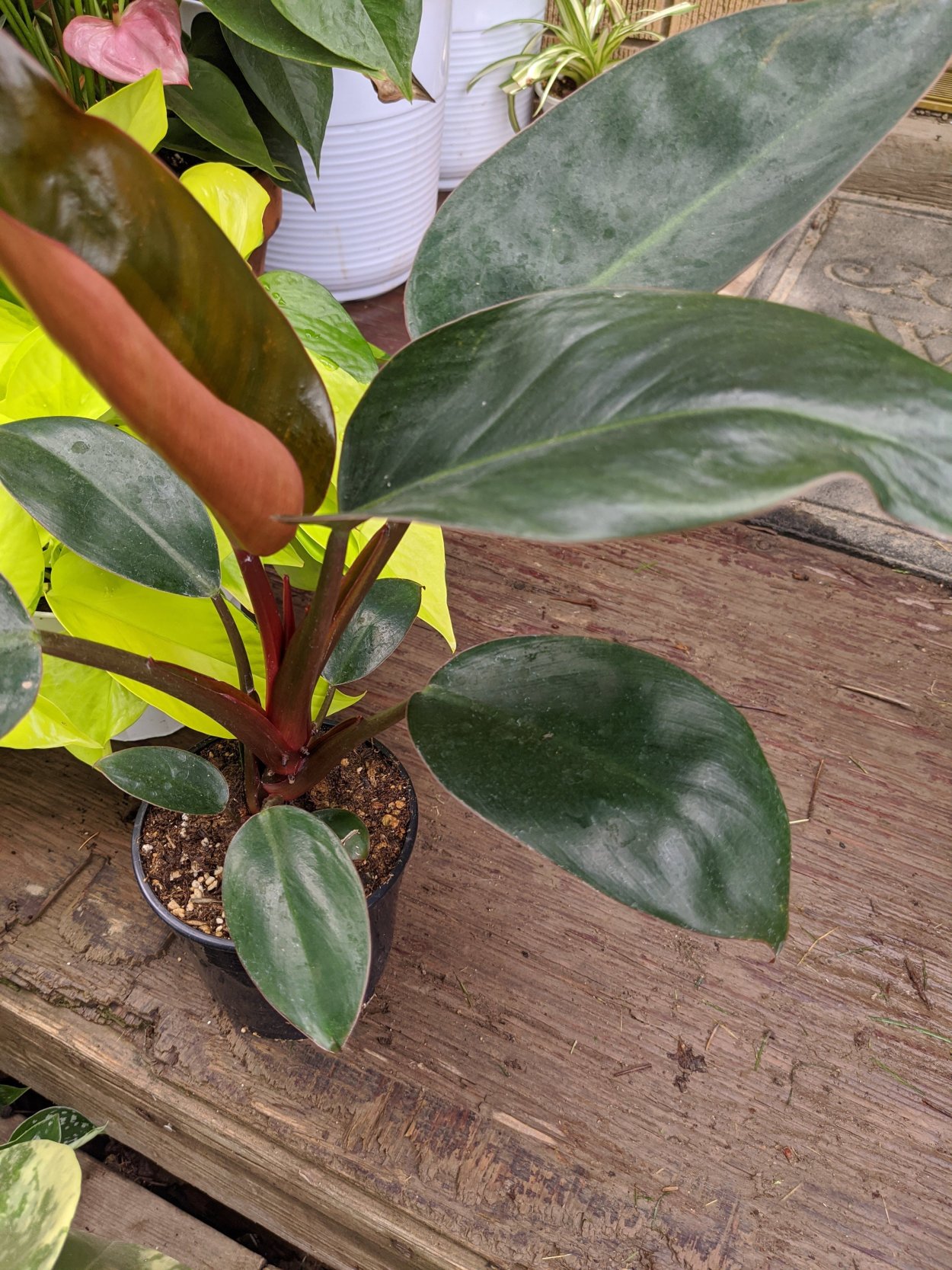 Филодендрон дарк Лорд