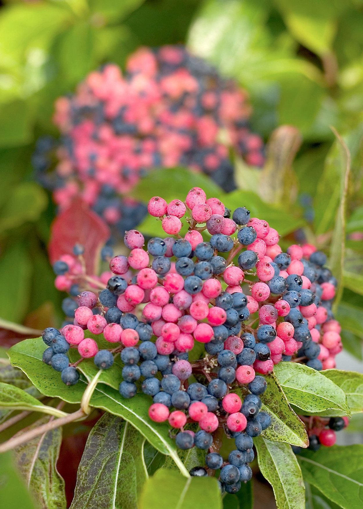 Вибурнум Тинус Берри