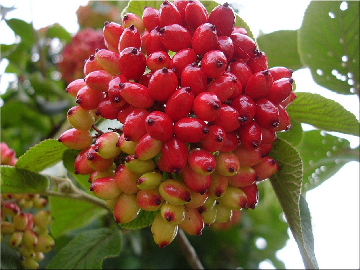 Кустарники с ягодами