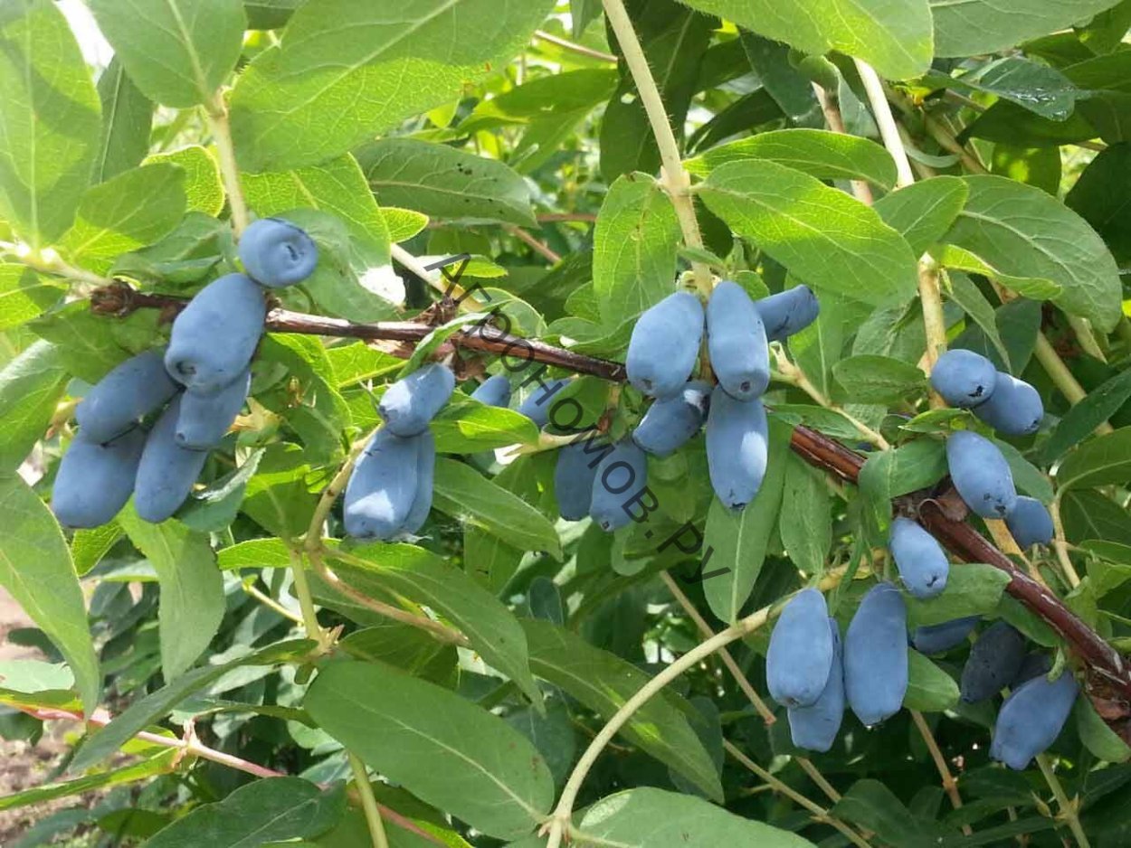 Жимолость съедобная Волхова