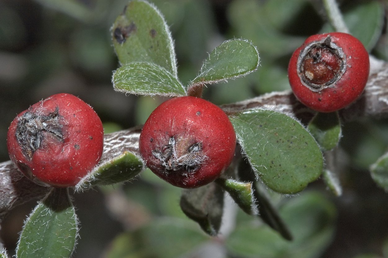 Красная ягода растет на кусте