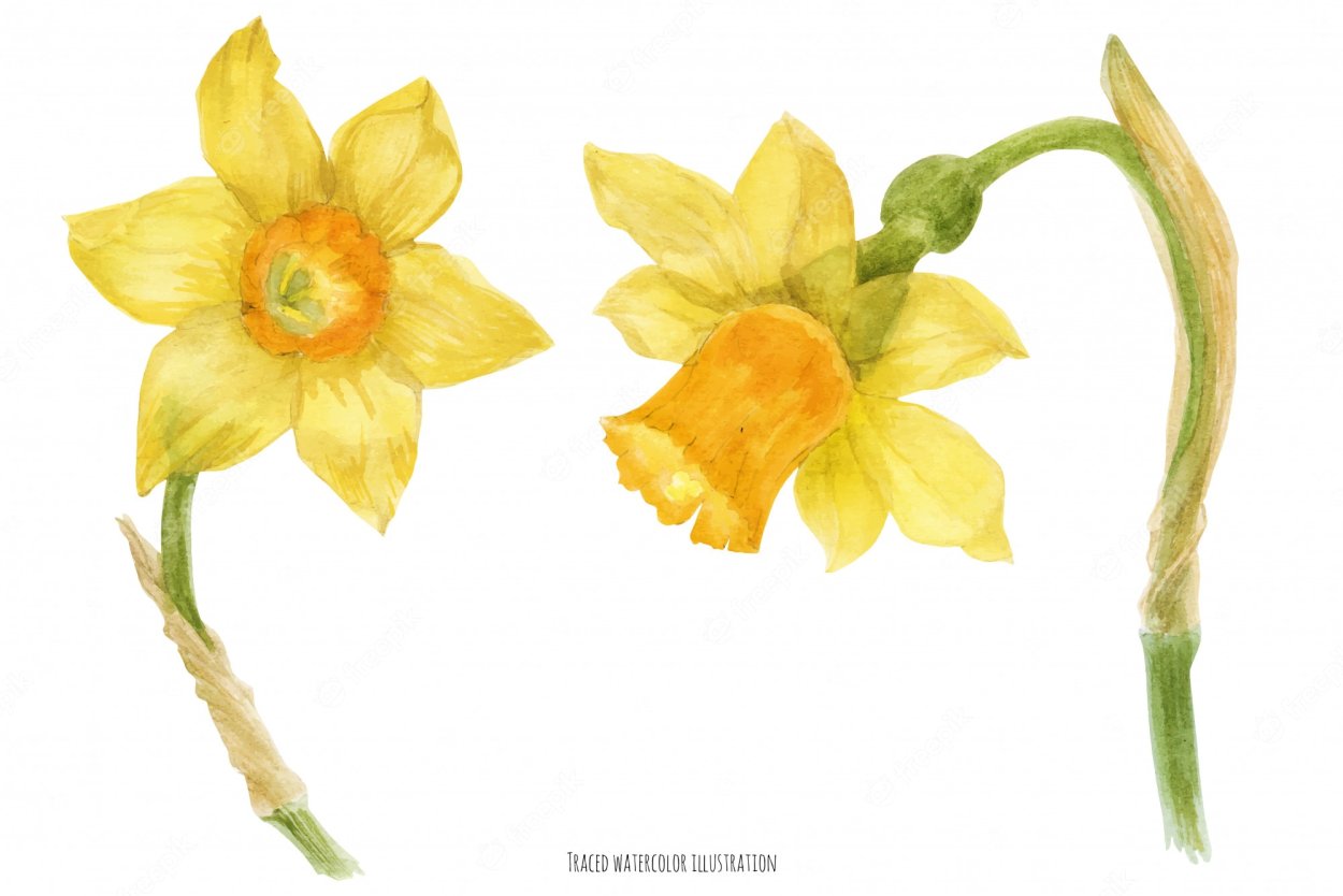 Yellow Daffodil