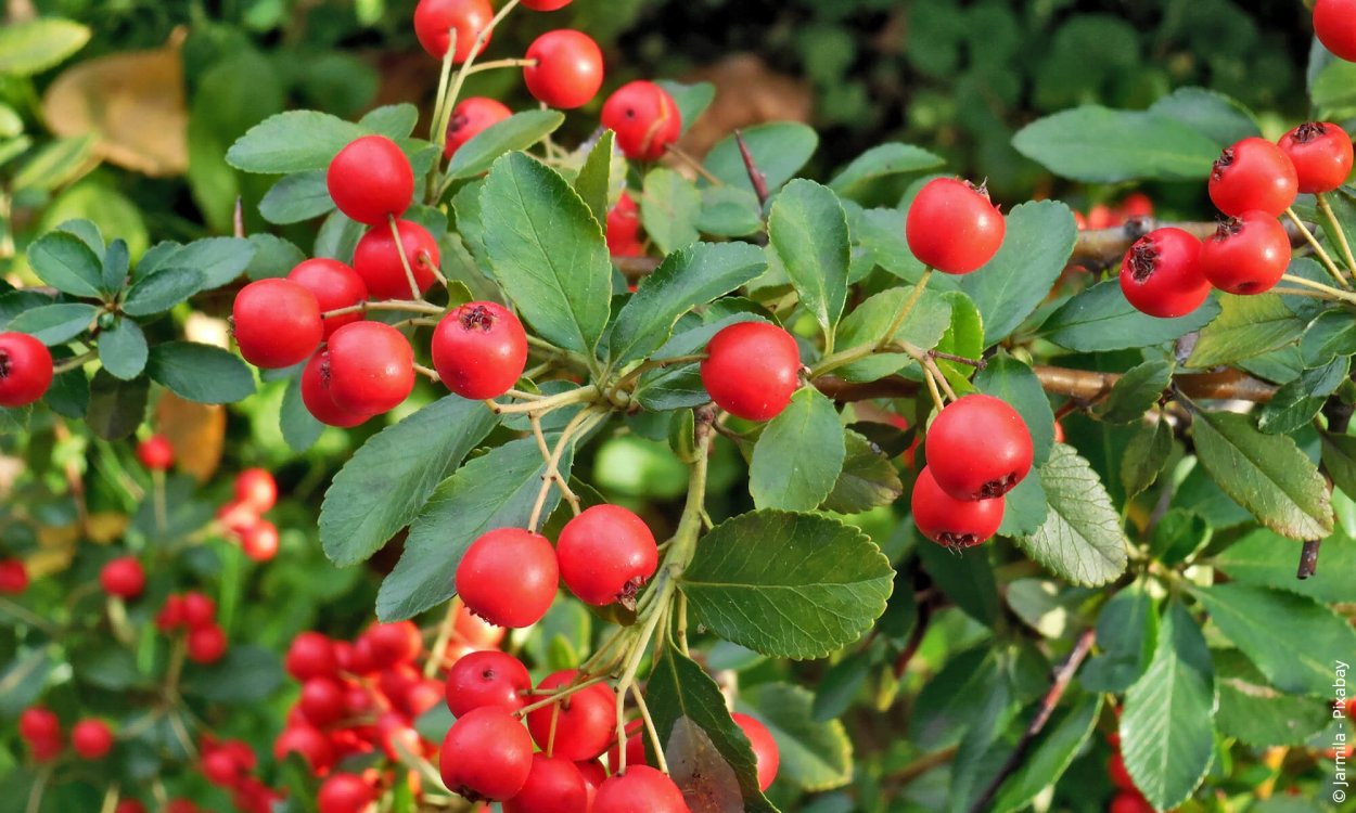 Кустарник с красными ягодами