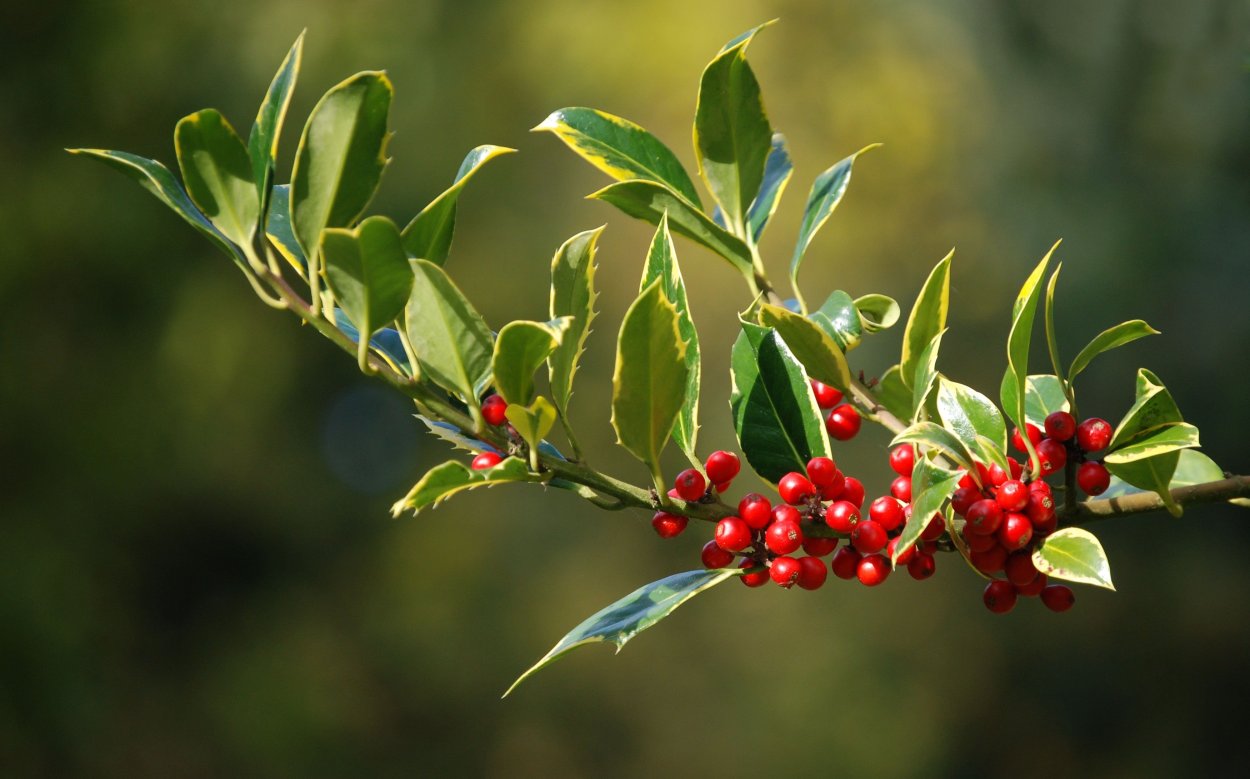 Holly Berry ягода