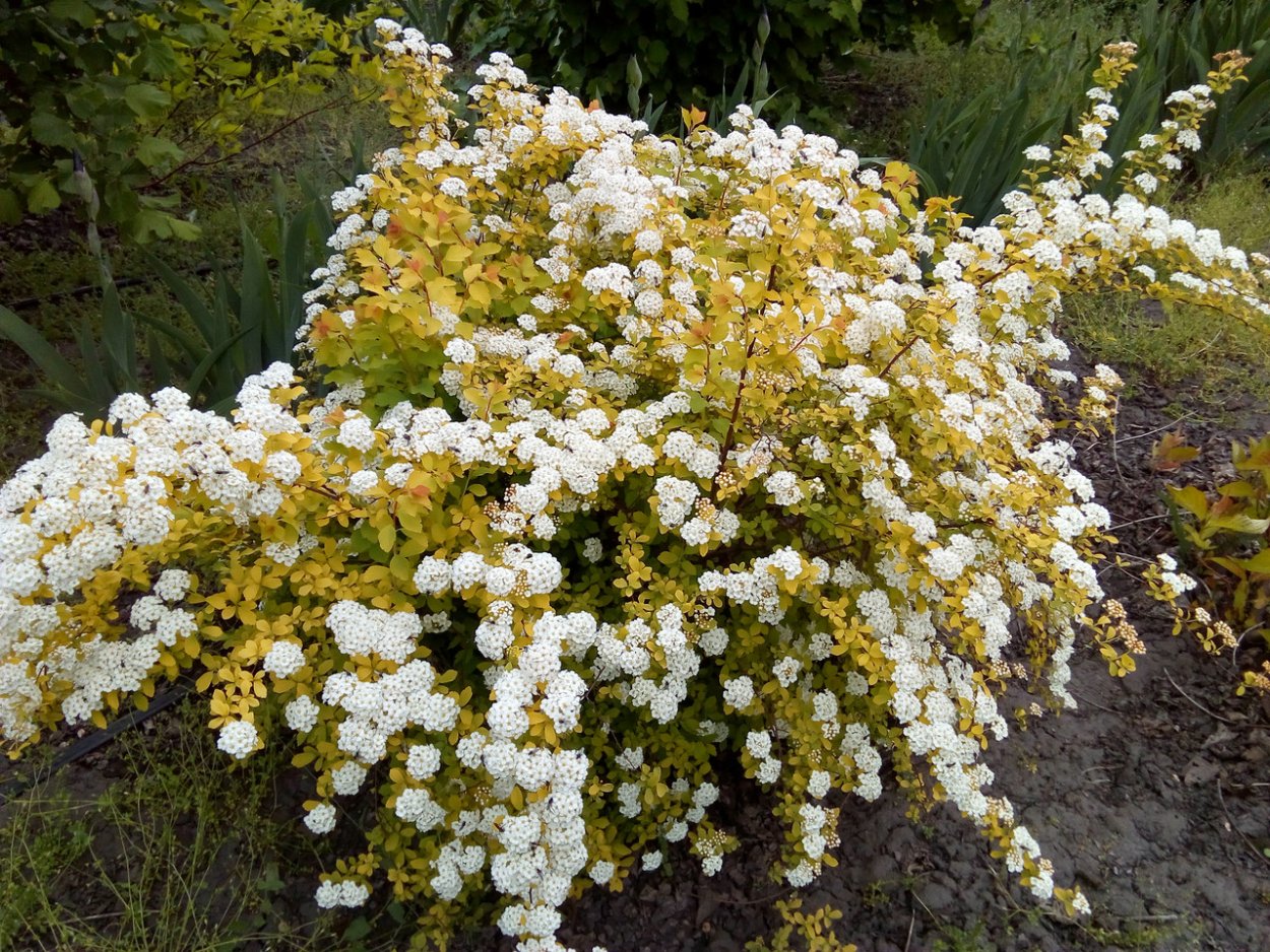 Форзиция промежуточная Голдрауш