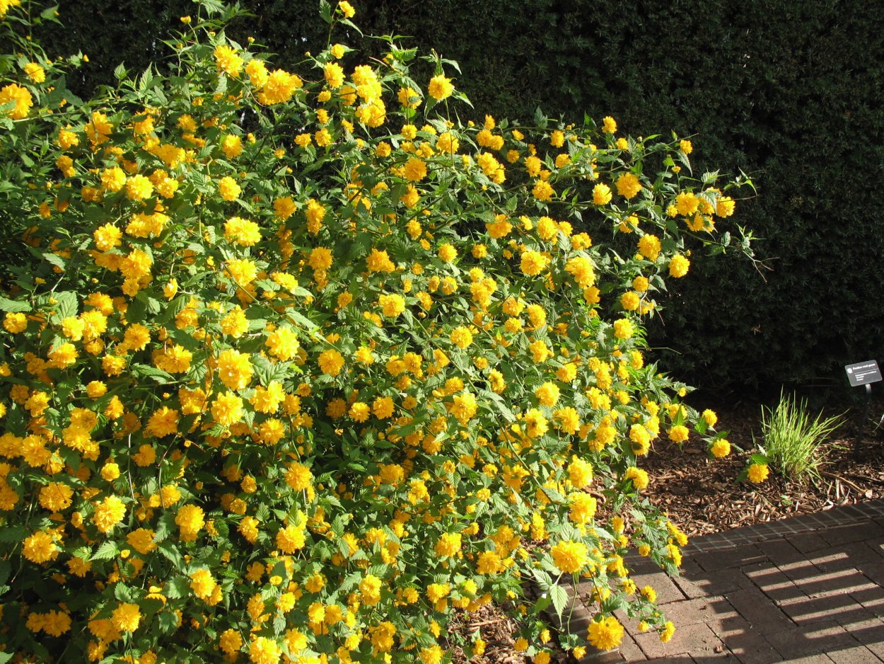 Желтоцветущий ранний кустарник