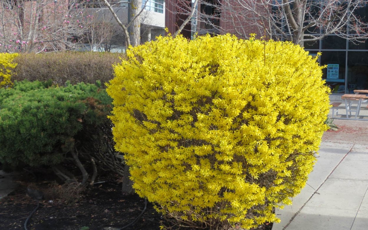 Лапчатка кустарниковая желтая