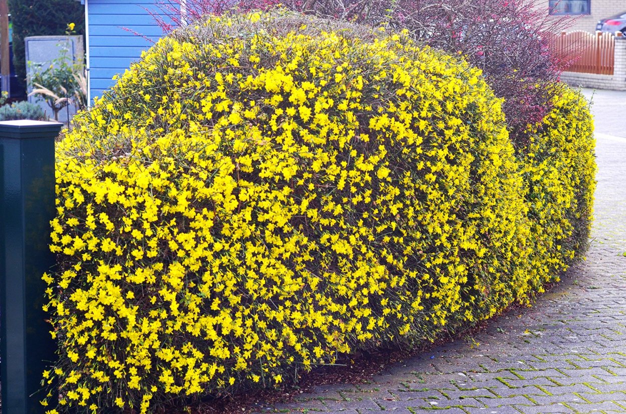 Миксбордер с барбарисом