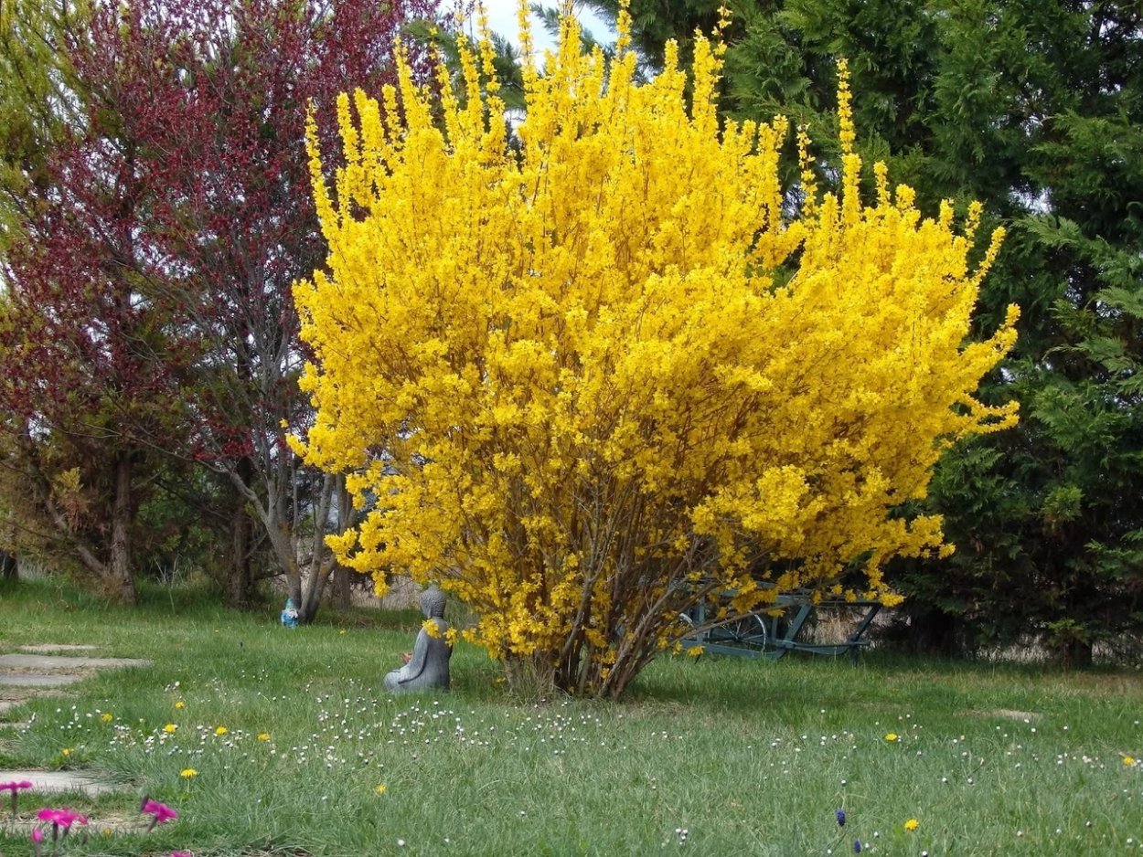 Форзиция Медоуларк