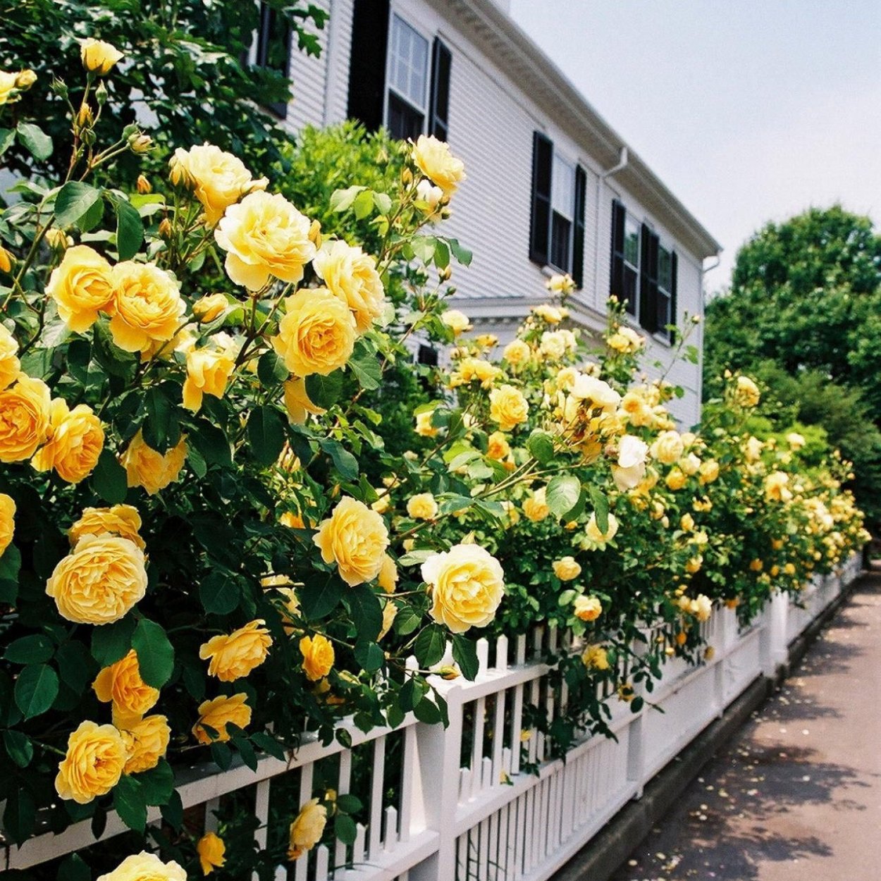 Сирень Примроуз