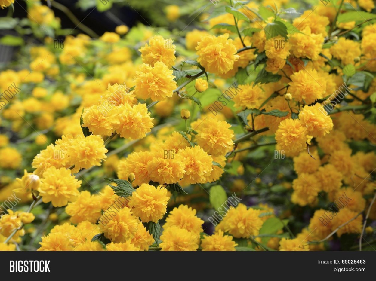 Куст с желтыми листьями