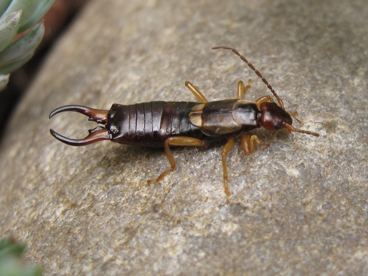 Серебрянка (обыкновенная чешуйница)