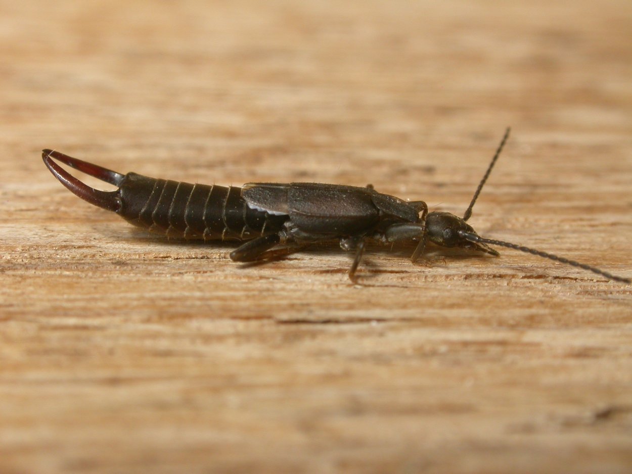 Сороконожка двухвостка