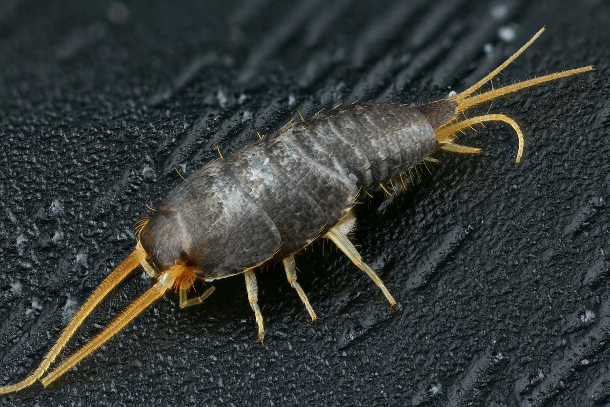 Жужелица уховертка