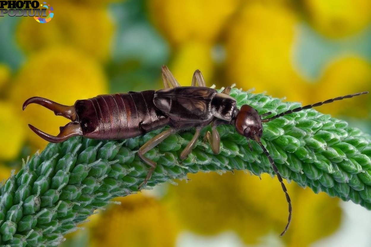 Мокрица двухвостка