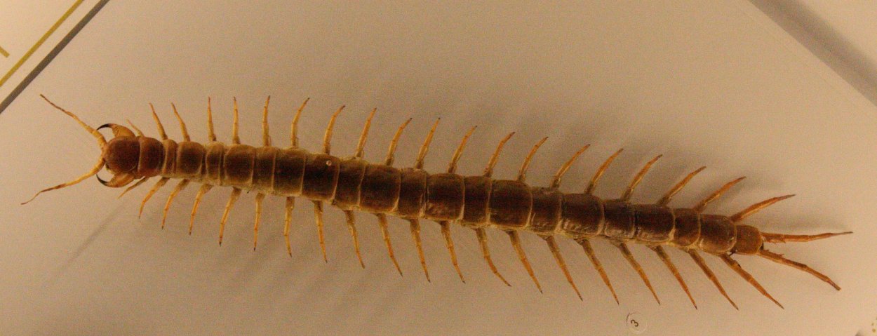 Мокрица обыкновенная насекомое