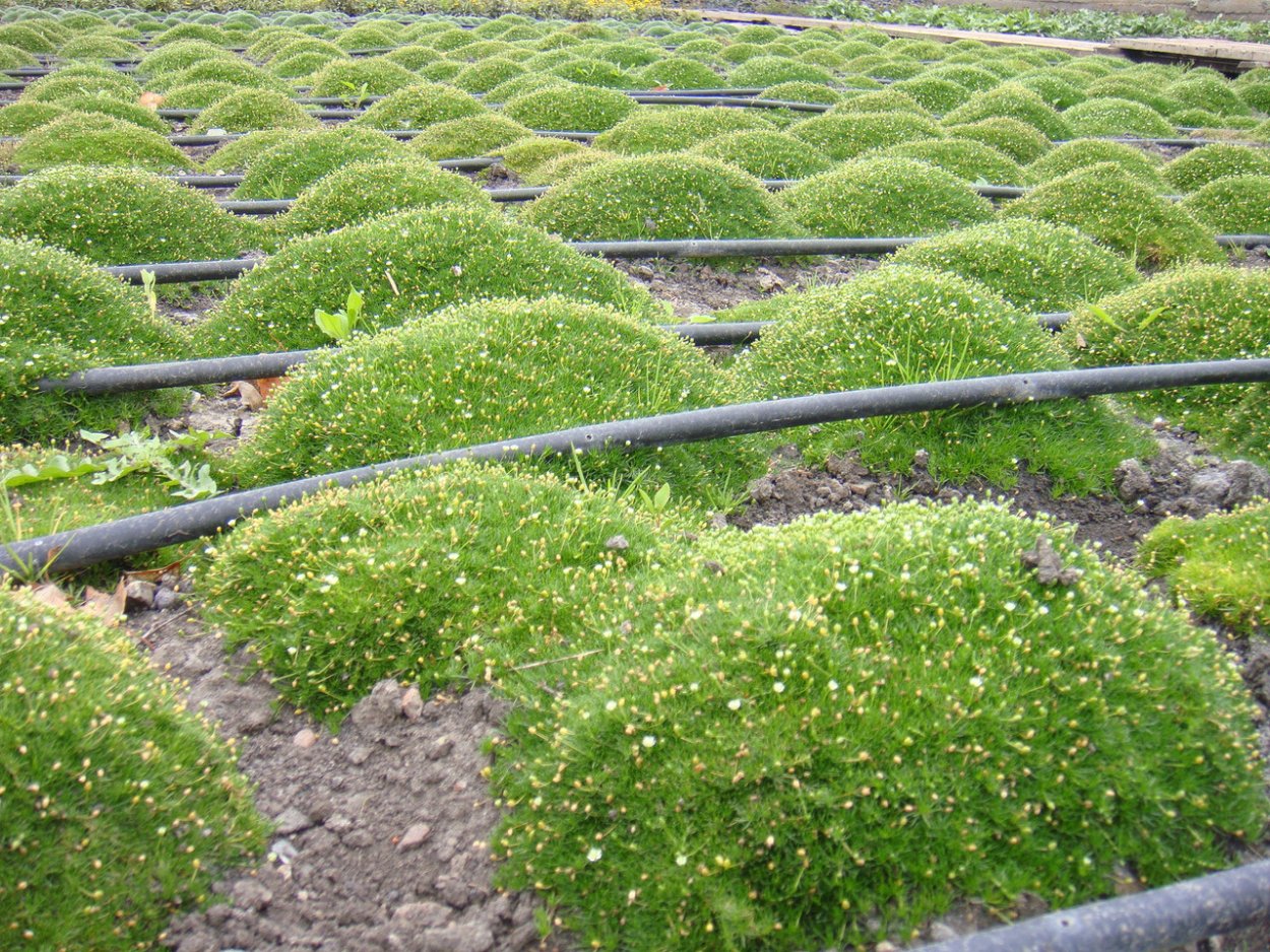 Мшанка шиловидная рассада