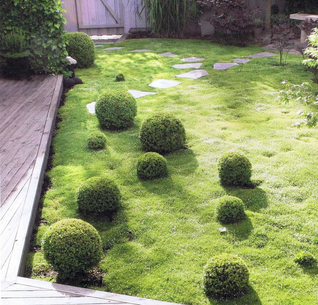 Мшанка шиловидная в саду