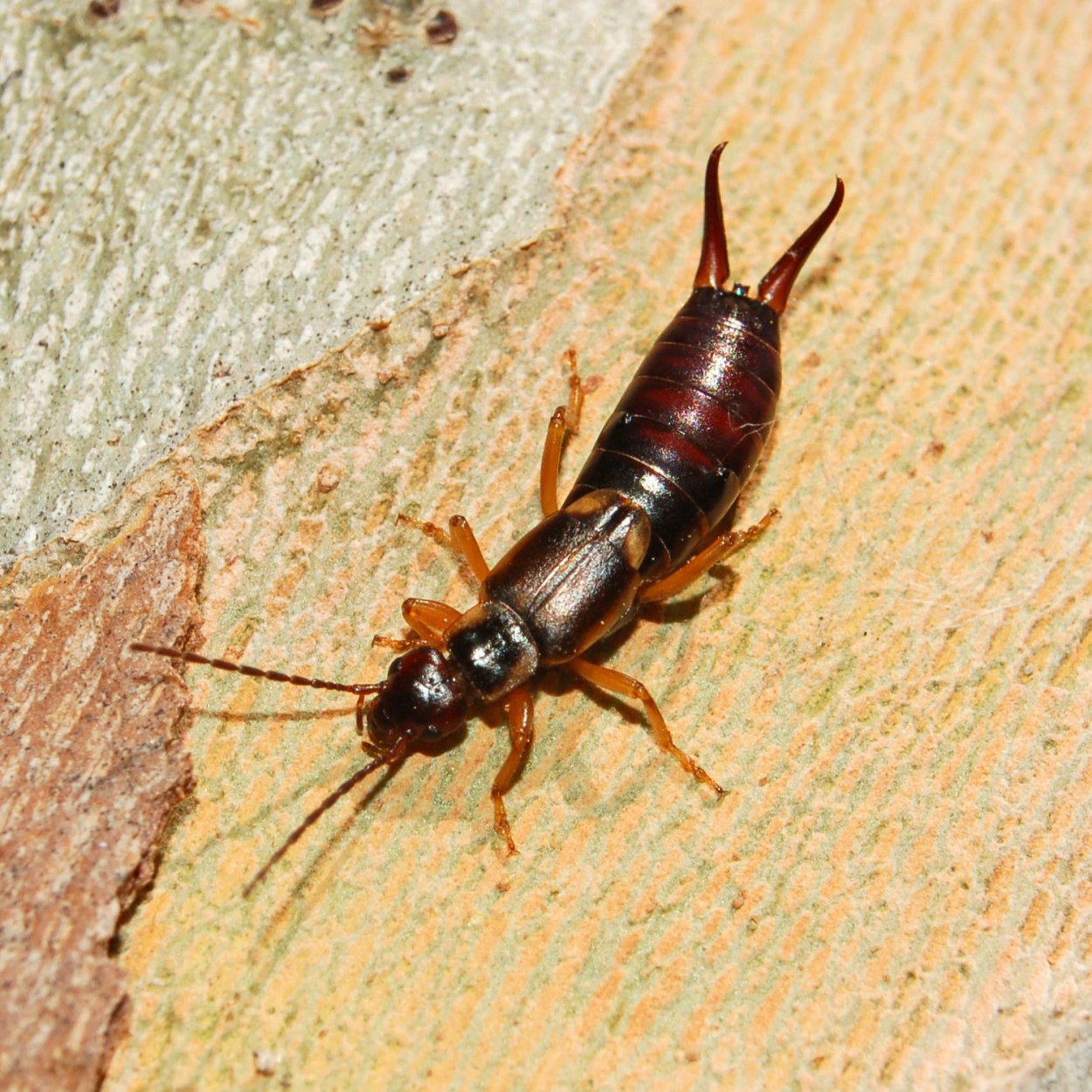 Серебрянка чешуйница