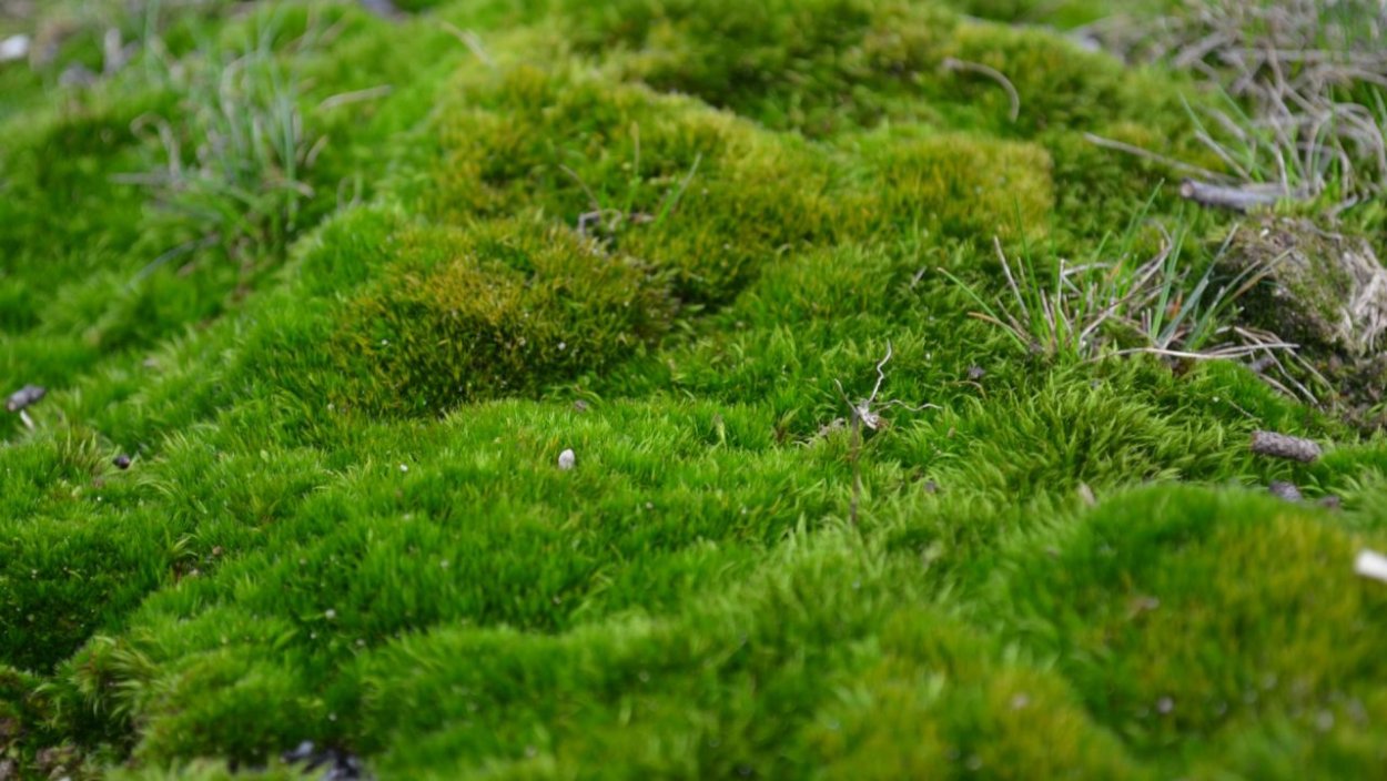 Сфагнум в лесу