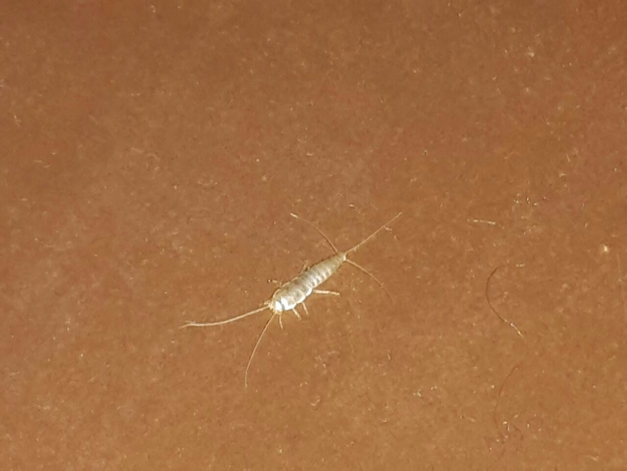 Мокрица насекомое сороконожка