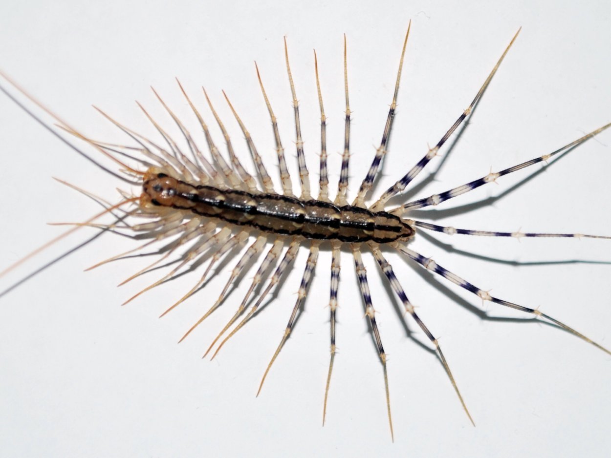 Сороконожка уховертка