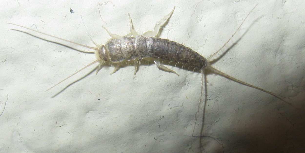 Чешуйница многоножка