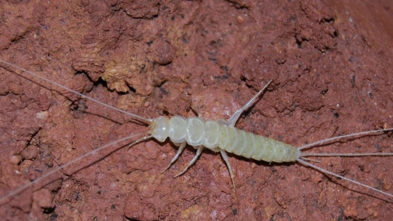 Мокрица двухвостка