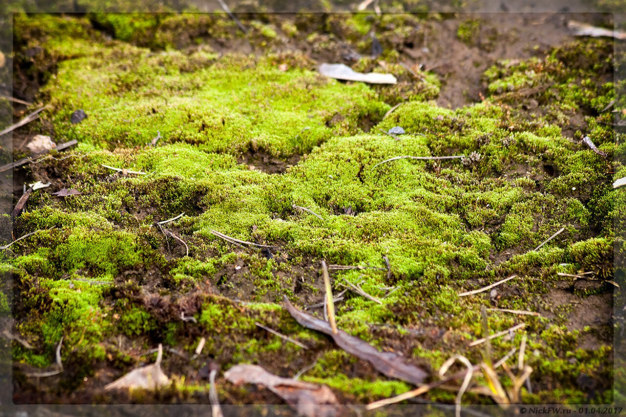 Бридский мох