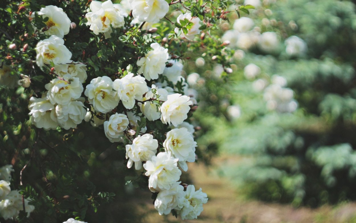 Роза Морден сноуббьюти