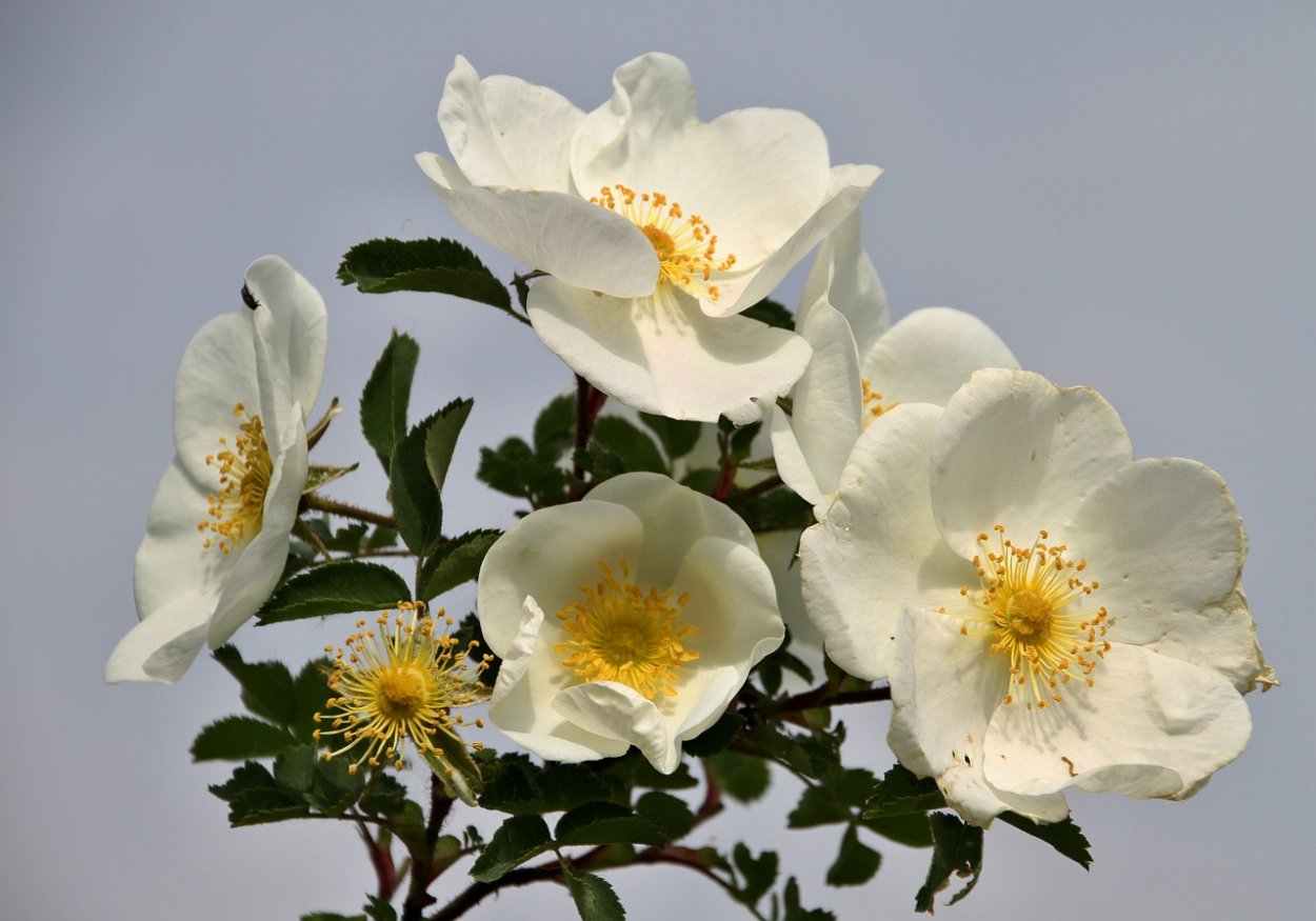 Цветущая ветка шиповника