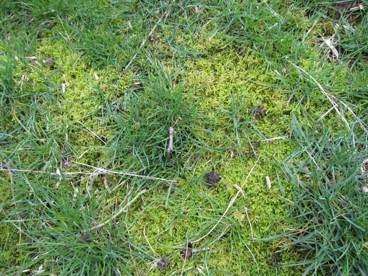Мох растет на газоне