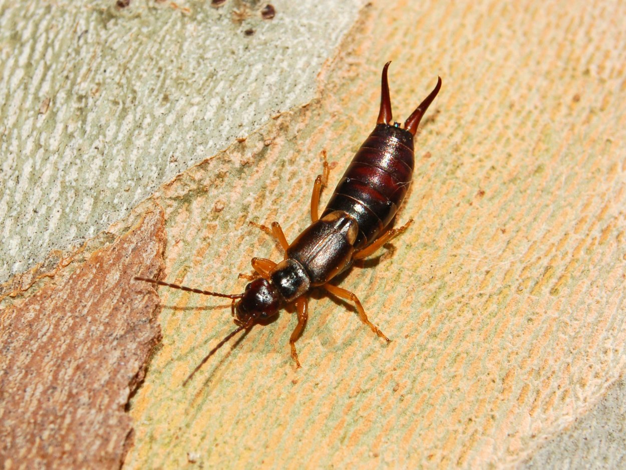 Жук двухвостка