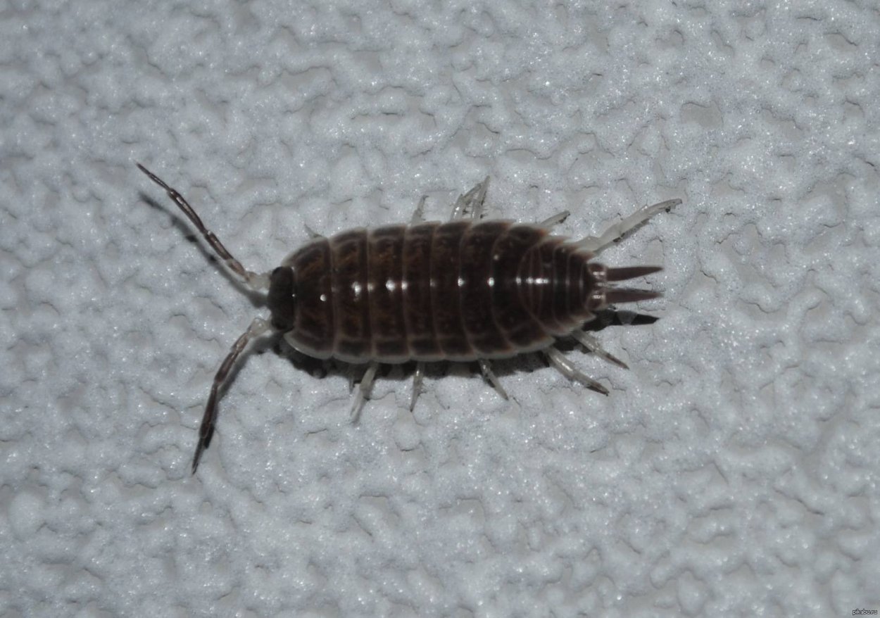 Сколопендра Сибирская