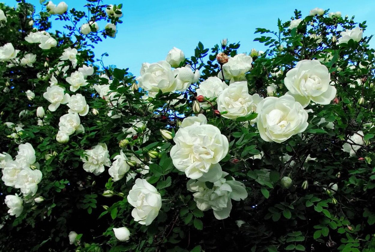 Роза Грациоза Graciosa плетистая роза