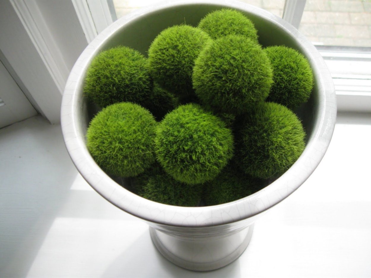 Шарики из мха в интерьере